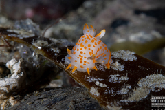Polycera quadrilineata