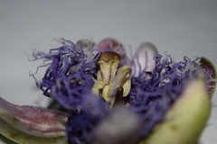 Passiflora quadrangularis