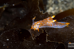 Polycera quadrilineata