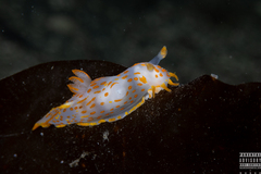 Polycera quadrilineata
