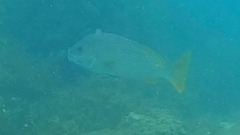 Plectorhinchus multivittatus