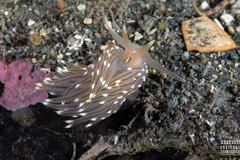 Facelina bostoniensis