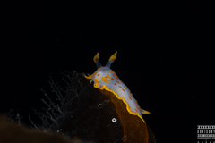 Polycera quadrilineata