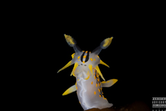 Polycera quadrilineata
