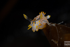 Polycera quadrilineata