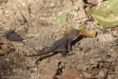 Sceloporus siniferus