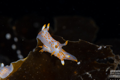 Polycera quadrilineata