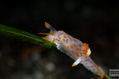 Polycera quadrilineata