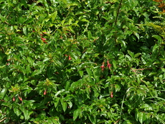 Fuchsia regia