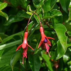 Fuchsia regia