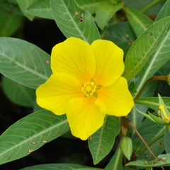 Ludwigia grandiflora