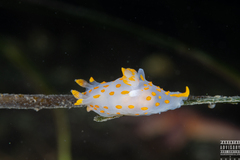 Polycera quadrilineata