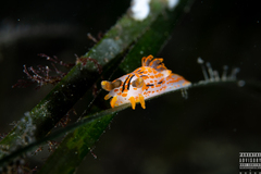 Polycera quadrilineata
