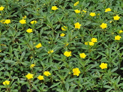 Ludwigia grandiflora