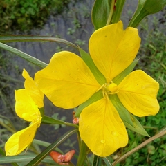 Ludwigia longifolia