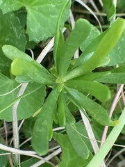 Scaevola hainanensis