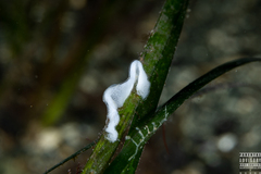 Polycera quadrilineata
