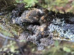 Lobaria anomala