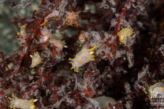Polycera quadrilineata
