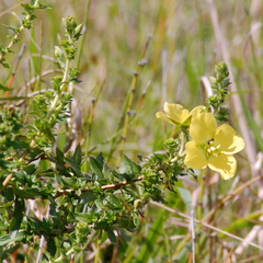 Ludwigia multinervia