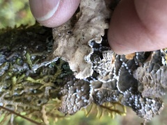 Lobaria anomala