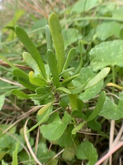 Scaevola hainanensis