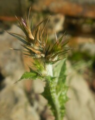 Carduus pycnocephalus