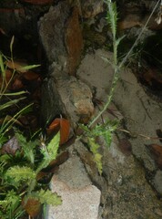 Carduus pycnocephalus