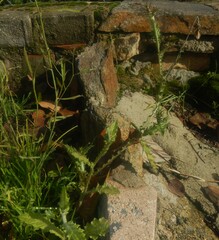 Carduus pycnocephalus