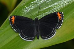 Charis cadytis