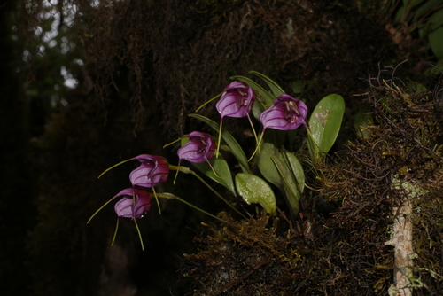 Masdevallia yungasensis
