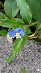 Commelina auriculata