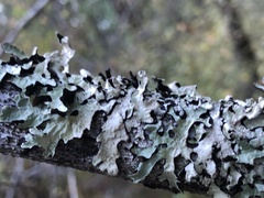 Parmelia pseudosulcata