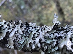 Parmelia pseudosulcata