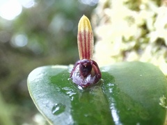 Pleurothallis