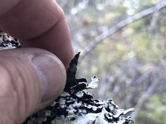 Parmelia pseudosulcata