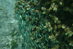 Chromis viridis