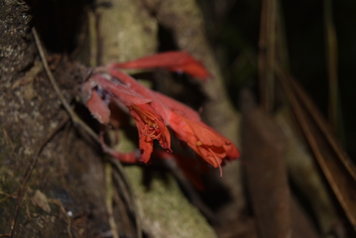 Brownea coccinea