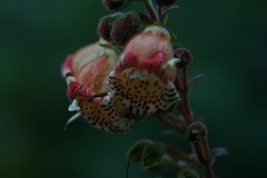 Kohleria allenii