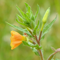Oenothera indecora