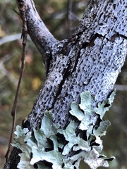 Parmelia pseudosulcata