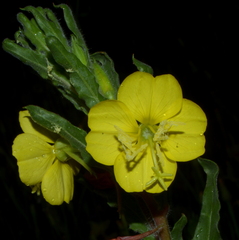 Oenothera indecora