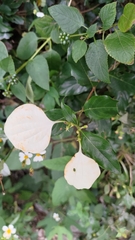 Mussaenda formosanum