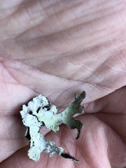 Parmelia pseudosulcata