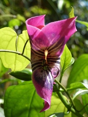 Symbolanthus solaris