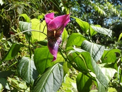 Symbolanthus solaris