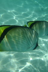 Chaetodon vagabundus