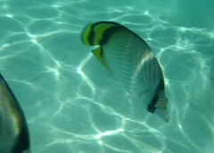 Chaetodon vagabundus