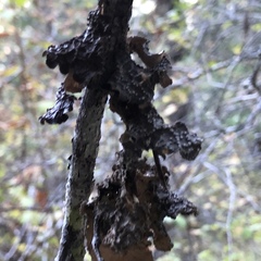 Lobaria anomala