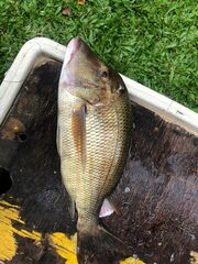 Lethrinus laticaudis